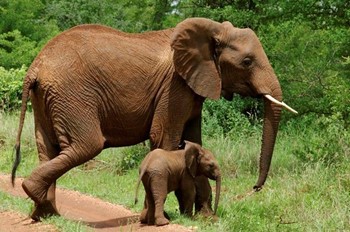 Tanzania Arusha Tarangire  Baby Elephants_6684c_md.jpg